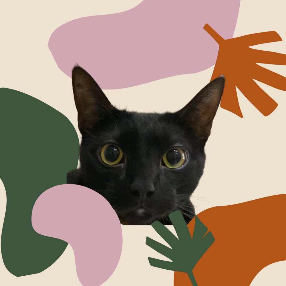 Meet your Posher, Calimero's